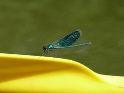 Dragonfly sits on the yellow flower