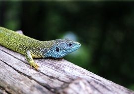 Western Green Lizard