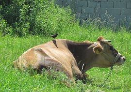 starling on a cow