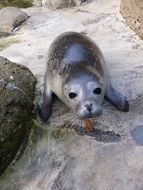 Seal on the shore