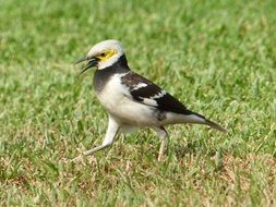 charming bird in spring park