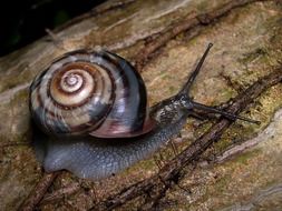 Black snail on the tree