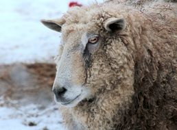 white sheep in winter