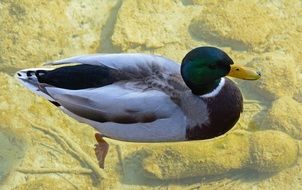 Drake Duck on the water close-up