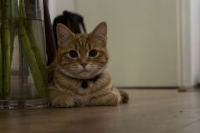 the cat lies on the floor in the house