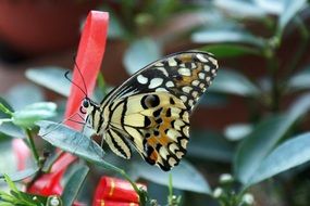 butterfly in the spring garden