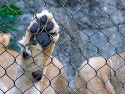 Picture of Leon's paw