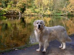 golden retriever on the lake in autumn