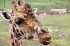 giraffe shows tongue