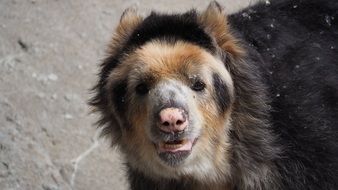 Andean Bear