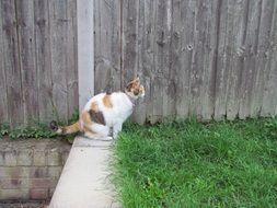 sweet tortoiseshell cat