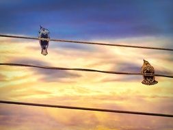 Birds sitting on a power lines
