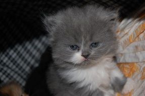 white gray kitten is lying on the couch