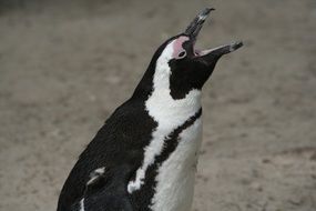 penguin with an open beak