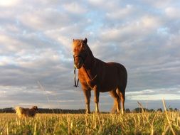 Horse on meadow