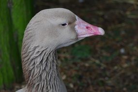 Goose on the farm