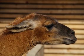 llama head near the fence