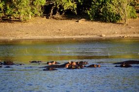 hippopotamus in the river