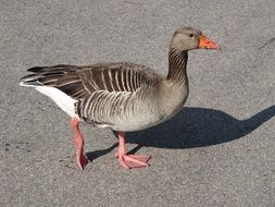 goose walking down the street