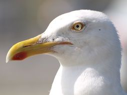 white head of a seagull on a blurred background