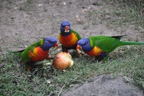 three Colorful Parrot eating apple