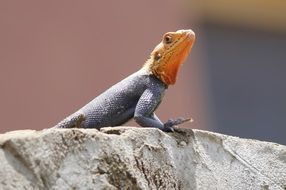 enchanting Red Head Lizard