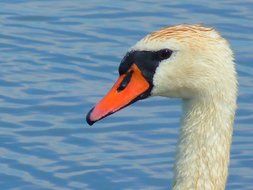 head of a white swan
