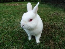 white hare on green grass