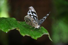 Butterfly Insect on green Leaf macro