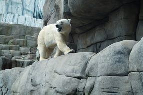 wondrous Polar Bear