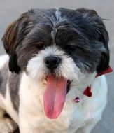 Bichon, black and White Dog with long pink tongue