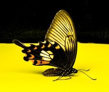 butterfly on the yellow surface