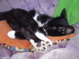 black and white cat on a pillow