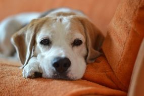 dog of breed beagle lying on the sofa