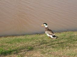 beautiful mallard on the river