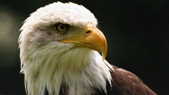 eagle with yellow beak and white head close up