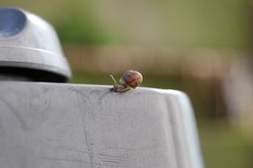 snail on the blurred background