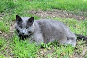 grey well-groomed cat