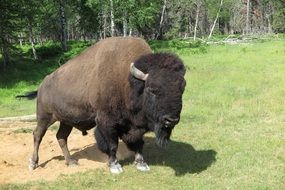 wild black buffalo on green grass