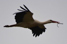 Stork flying in the sky
