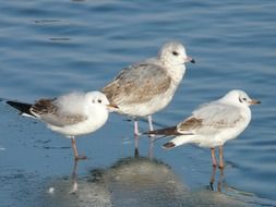 three Gulls standing on wet sand at water