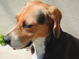 Cute beagle doggy