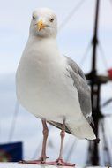 white bird with yellow beak