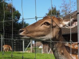 roe deer is looking through the bars