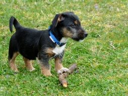 puppy jack russell terrier in a blue collar