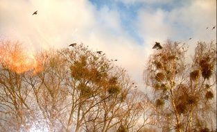 Treetop Birds