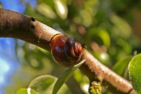 brown shell on the tree