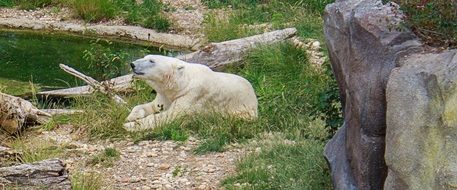 Polar Bear Is Lying In The Zoo