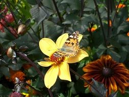 butterfly on the yellow flower