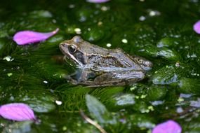 frog in the swamp